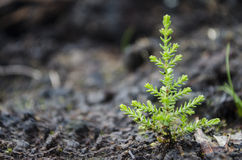 tiny-christmas-tree-pine-seedling-irish-bog-39888341